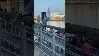 🐦Призывный крик чайки!