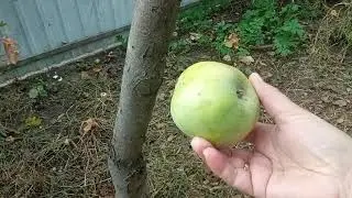 щенок Миша пеку картошку с салом и луком...