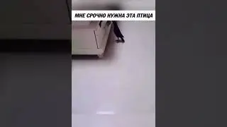 Вот так птичка