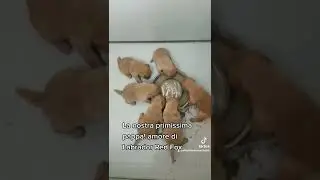 la nostra primissima pappa! Labrador red fox, spettacolo unico