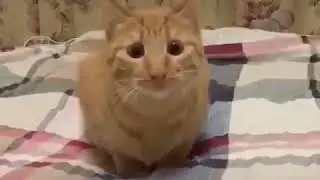 Котя даже в ритм попадал 😂
