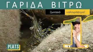 A SHRIMP vitraux!