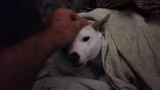 Doggies in beds with blankets at 6 AM in Mid-July - How COLD is it ???