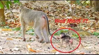 Worry MaMa Belley careless newborn baby Betty, Poor baby Betty try hard run follow Mom