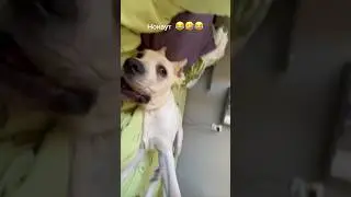 Белый#Корсик# получил# нокаут🤣🤣🤣