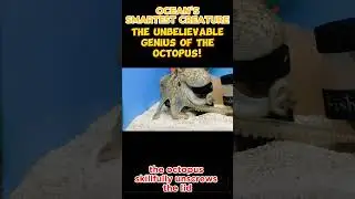 Ocean's Smartest Creature "The Octopus "  #Short