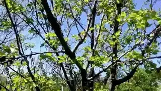 Жизнь и быт. Весна в Молдове