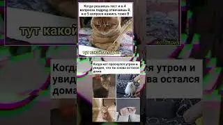 #кот #котики #коты #котыприколы #мем #мемас #мемасы #меме #мемы_тикток #мемы2023
