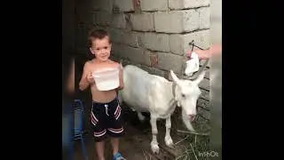О пользе молока