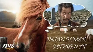 İnsan Olmak İsteyen At