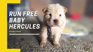 Run Free Baby Hercules #Chowchow #parvovirus #parvo #babychowchow #Chowchowbreed