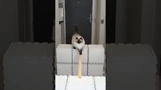 Jerrie tried very hard🥹🤎🧸 #cat #cats #catvideos