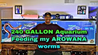 240 Gallon Aquarium! Feeding my Silver AROWANA worms!