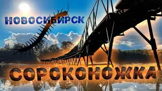 СОРОКОНОЖКА В НОВОСИБИРСКЕ | 