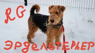 СОБАКА 