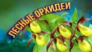 Заповедник орхидей Достопримечательности тверской области