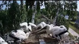 Трое против одного. Редкая борьба за ужа. 17 июня 2023