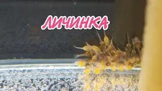 Личинка анциструса на 4 день.