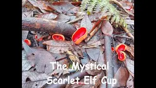 The lovely Scarlet Elf Cup