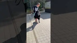 Для Молли это прогресс, начать такое продвижение в дрессировке, с учетом её фобийности.И она в течке