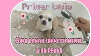 Cómo bañar a un perro. Primer baño de un cachorro.
