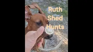 Antler Shed Challenge @ruthoutdoors