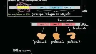 Operones y regulación génica en las bacterias | Biología | Khan Academy en Español