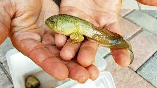 My pet GOLIATH Bullfrog TADPOLE CREATURE!