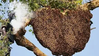 Harvesting A High HONEY Bee in the Jungle / Big Size BeeHive Harvesting Without Protection!!! 🐝🐝🐝
