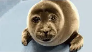 Watch this when you feel sad 🦭