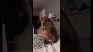 Her Dog Protected Her from a Ghost? 