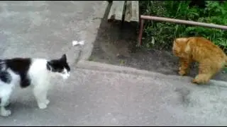 Брачный сезон  открыт