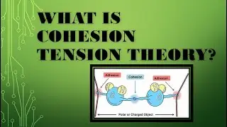 What  is  cohesion  tension theory  of transpiration? BIOLOGY . PLANT physiology