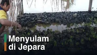 Teknik Pembibitan Mangrove di Persemaian: Dari Bedeng hingga Kelulushidupan Bibit