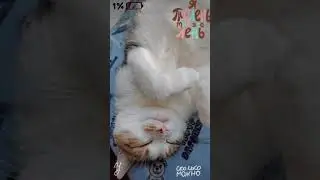 СМЕШНЫЕ КОШКИ, ПРИКОЛЫ С КОШКАМИ, Я ТЮЛЕНЬ МНЕ ВСЕ ЛЕНЬ 🤗