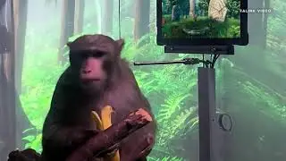 Pager the monkey plays Valheim!