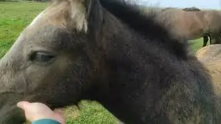 Лошади ждут с нетерпением Жеребца