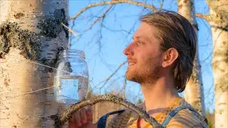 How to Make Birch Sap