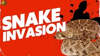 Firefighters Remove 10 Rattlesnakes From a Single House