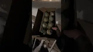 Фейерверк Фестивальные шары Полтинник 8 штук