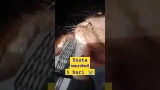 #catlover #cats #catvideos #catlovers