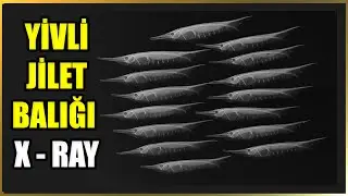 Yivli Jilet ya da Ustura Balığı X-Ray Taraması | Centriscus scutatus