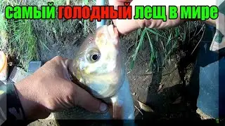 Такого я ещё не видел... Поймал самого голодного ЛЕЩА. Рыбалка на Оке на доночную удочку.