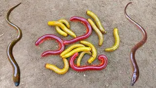 Wow! Looking for millipedes, luwing and finding eels, ornamental fish, betok fish, turtles, catfish