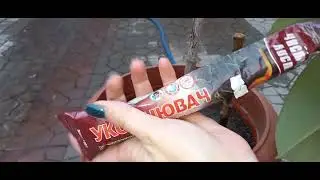 Пасадила черенки фикуса🌱#хозяйничаемвместе #фикус