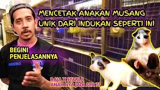MUSANG UNIK DARI INDUKAN SEPERTI INI❗❗GAK SABAR LIHAT ANAKNYA