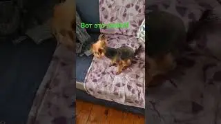 Вот так надо любить своих животных🥰 