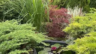 Волшебный сад Оли Молчановой.🌿 Самые маленькие хвойные растения🌿Коллекция миниатюрных хост🌿Июль2024