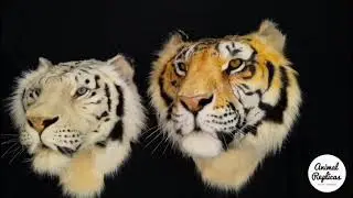 Tigers head mount replicas by 'Animal Replicas'