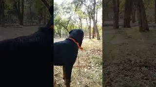 gusse the dog??? #dogbreed #dogshorts #doglovers #doglife #pets #shortindia #shorts #youtubeshorts